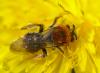 Andrena haemorrhoa